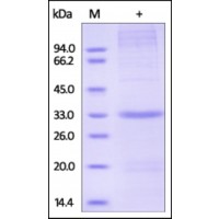 The purity of rh GFER, Heavy Labeled was determined by DTT-reduced (+) SDS-PAGE and staining overnight with Coomassie Blue.