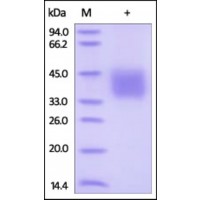 The purity of rh IFNGR1 / CD119 was determined by DTT-reduced (+) SDS-PAGE and staining overnight with Coomassie Blue.