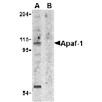 Western blot analysis of Apaf1 in K562 cell lysate with Apaf1 antibody at 1 μg/mL in the (A) absence and (B) presence of blocking peptide (2013P).