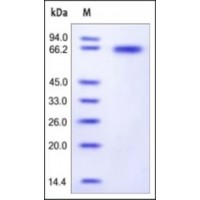 The purity of rh OLFM4 was determined by DTT-reduced (+) SDS-PAGE and staining overnight with Coomassie Blue.