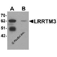 Western blot analysis of LRRTM3 in mouse brain tissue lysate with LRRTM3 antibody at 0.5 μg/mL in (A) the absence and (B) the presence of blocking peptide.