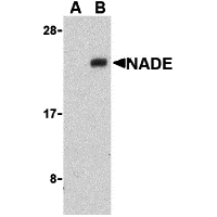 Western blot analysis of NADE in Human brain cell lysates with NADE antibody at 1 μg/mL in the presence (A) or absence (B) of blocking peptide (3359P).