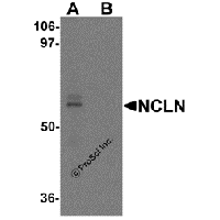Western blot analysis of NCLN in mouse heart tissue lysate with NCLN antibody at 0.5 μg/mL in (A) the absence and (B) the presence of blocking peptide.