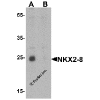 Western blot analysis of NKX2-8 in rat liver tissue lysate with NKX2-8 antibody at 1 μg/mL in (A) the absence and (B) the presence of blocking peptide