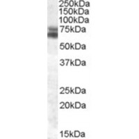 Western blot analysis of ARNTL in human cerebellum lysate (35 μg protein in RIPA buffer) using ARNTL Antibody at 0.3 μg/mL.