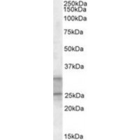 Western blot analysis of PEBP4 in Human Heart Lysate (35 μg protein in ripa buffer) using PEBP4 antibody (1 μg/mL).