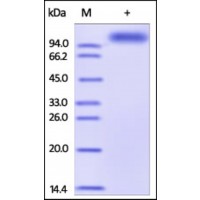 The purity of rh CD166 / ALCAM Fc Chimera was determined by DTT-reduced (+) SDS-PAGE and staining overnight with Coomassie Blue.