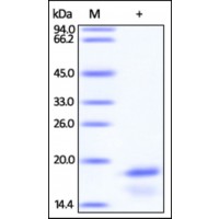 The purity of rh ENSA /Alpha-endosulfine was determined by DTT-reduced (+) SDS-PAGE and staining overnight with Coomassie Blue.