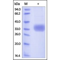 The purity of rh AZU1 / HBP was determined by DTT-reduced (+) SDS-PAGE and staining overnight with Coomassie Blue.