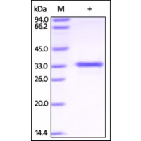 The purity of rh B3GAT3 was determined by DTT-reduced (+) SDS-PAGE and staining overnight with Coomassie Blue.