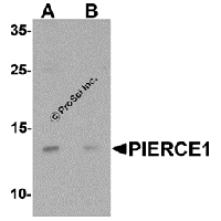 Western blot analysis of PIERCE1 in A20 cell lysate with PIERCE1 antibody at 1 μg/mL in (A) the absence and (B) the presence of blocking peptide.