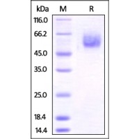 Mouse BTLA, Fc Tag on SDS-PAGE under reducing (R) condition. The gel was stained overnight with Coomassie Blue. The purity of the protein is greater than 95%.