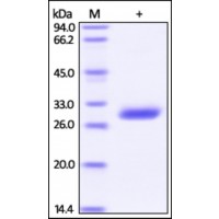 The purity of rh BTN3A3 was determined by DTT-reduced (+) SDS-PAGE and staining overnight with Coomassie Blue.