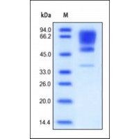 The purity of rh CADM1 was determined by DTT-reduced (+) SDS-PAGE and staining overnight with Coomassie Blue.