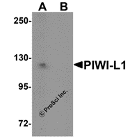 Western blot analysis of PIWI-L1 in HepG2 cell lysate with PIWI-L1 antibody at 1 μg/mL in (A) the absence and (B) the presence of blocking peptide.