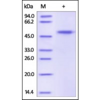 The purity of rh CPA4 / Carboxypeptidase A4 was determined by DTT-reduced (+) SDS-PAGE and staining overnight with Coomassie Blue.