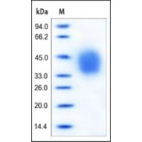 The purity of rh IL4R was determined by DTT-reduced (+) SDS-PAGE and staining overnight with Coomassie Blue.