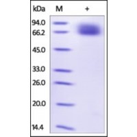 The purity of rh IL7Ra Fc Chimera was determined by DTT-reduced (+) SDS-PAGE and staining overnight with Coomassie Blue.
