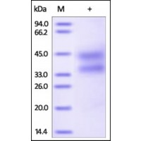 The purity of rh TNFRSF4 / OX40 / CD134 was determined by DTT-reduced (+) SDS-PAGE and staining overnight with Coomassie Blue.