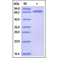 The purity of rh TNFRSF4 / OX40 / CD134 Fc Chimera was determined by DTT-reduced (+) SDS-PAGE and staining overnight with Coomassie Blue.
