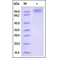 The purity of rh CD22 /Siglec-2 (176-687) was determined by DTT-reduced (+) SDS-PAGE and staining overnight with Coomassie Blue.