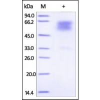The purity of rh TNFRSF10D / CD264 / TRAILR4 Fc Chimera was determined by DTT-reduced (+) SDS-PAGE and staining overnight with Coomassie Blue.