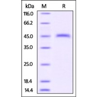 Mouse CD3 epsilon, Fc Tag on SDS-PAGE under reducing (R) condition. The gel was stained overnight with Coomassie Blue. The purity of the protein is greater than 95%.