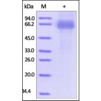 The purity of rh CLEC10A / CD301 Fc Chimera was determined by DTT-reduced (+) SDS-PAGE and staining overnight with Coomassie Blue.