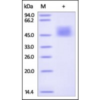 The purity of rh IL21R / CD360 was determined by DTT-reduced (+) SDS-PAGE and staining overnight with Coomassie Blue.