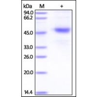 The purity of rh CD37 /Tspan-26 Fc Chimrea was determined by DTT-reduced (+) SDS-PAGE and staining overnight with Coomassie Blue.