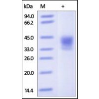 The purity of rh CD38 was determined by DTT-reduced (+) SDS-PAGE and staining overnight with Coomassie Blue.