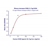 Immobilized Rhesus macaque CD40, Fc Tag at 2 ug/mL (100 uL/well) can bind Human CD40 Ligand, His Tag with a linear range of 5-50 ng/mL (QC tested).