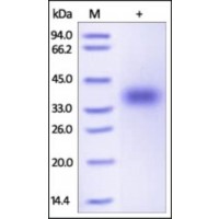 The purity of rh CD47 was determined by DTT-reduced (+) SDS-PAGE and staining overnight with Coomassie Blue.