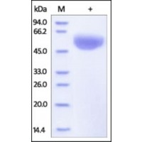 The purity of rh CD47 Fc Chimera was determined by DTT-reduced (+) SDS-PAGE and staining overnight with Coomassie Blue.