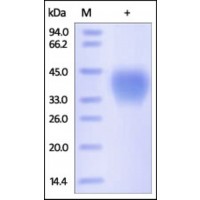 The purity of rh CD48 /SLAMF2 /BCM1 was determined by DTT-reduced (+) SDS-PAGE and staining overnight with Coomassie Blue.