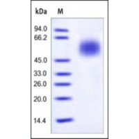 The purity of rhCD55 was determined by DTT-reduced (+) SDS-PAGE and staining overnight with Coomassie Blue.