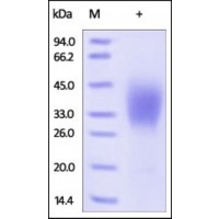 The purity of rh CD58 / LFA‑3 was determined by DTT-reduced (+) SDS-PAGE and staining overnight with Coomassie Blue.
