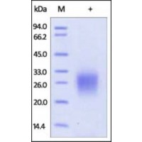 The purity of rh CD74 was determined by DTT-reduced (+) SDS-PAGE and staining overnight with Coomassie Blue.