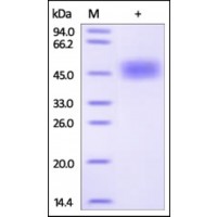 The purity of rh-uPAR / PLAUR was determined by DTT-reduced (+) SDS-PAGE and staining overnight with Coomassie Blue.