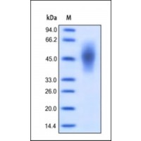The purity of rh CEACAM6 was determined by DTT-reduced (+) SDS-PAGE and staining overnight with Coomassie Blue.
