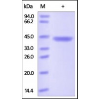 The purity of rh CHI3L1 / YKL-40 was determined by DTT-reduced (+) SDS-PAGE and staining overnight with Coomassie Blue.