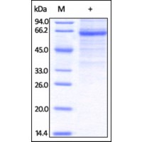 The purity of rh CLEC4G / LSECtin Fc Chimera was determined by DTT-reduced (+) SDS-PAGE and staining overnight with Coomassie Blue.