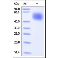 The purity of rh CNTFR alpha was determined by DTT-reduced (+) SDS-PAGE and staining overnight with Coomassie Blue.