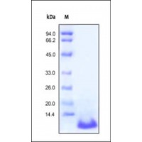 The purity of rh C5a was determined by DTT-reduced (+) SDS-PAGE and staining overnight with Coomassie Blue.
