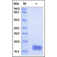 The purity of rh CST2 / Cystatin-SA was determined by DTT-reduced (+) SDS-PAGE and staining overnight with Coomassie Blue.