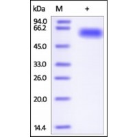 The purity of rh DPPII / QPP / DPP7 was determined by DTT-reduced (+) SDS-PAGE and staining overnight with Coomassie Blue.