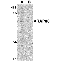 Western blot analysis of RAP80 in 293 cell lysate in (A) the absence and (B) presence of blocking peptide with RAP80 antibody at 1 μg/mL.