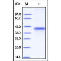 The purity of rh Ephrin-A3 / EFNA3 was determined by DTT-reduced (+) SDS-PAGE and staining overnight with Coomassie Blue.