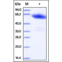 The purity of rh Ephrin-A3 / EFNA3 Fc Chimera was determined by DTT-reduced (+) SDS-PAGE and staining overnight with Coomassie Blue.