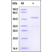 The purity of rh Ephrin A4 /EFNA4 Fc Chimera was determined by DTT-reduced (+) SDS-PAGE and staining overnight with Coomassie Blue.